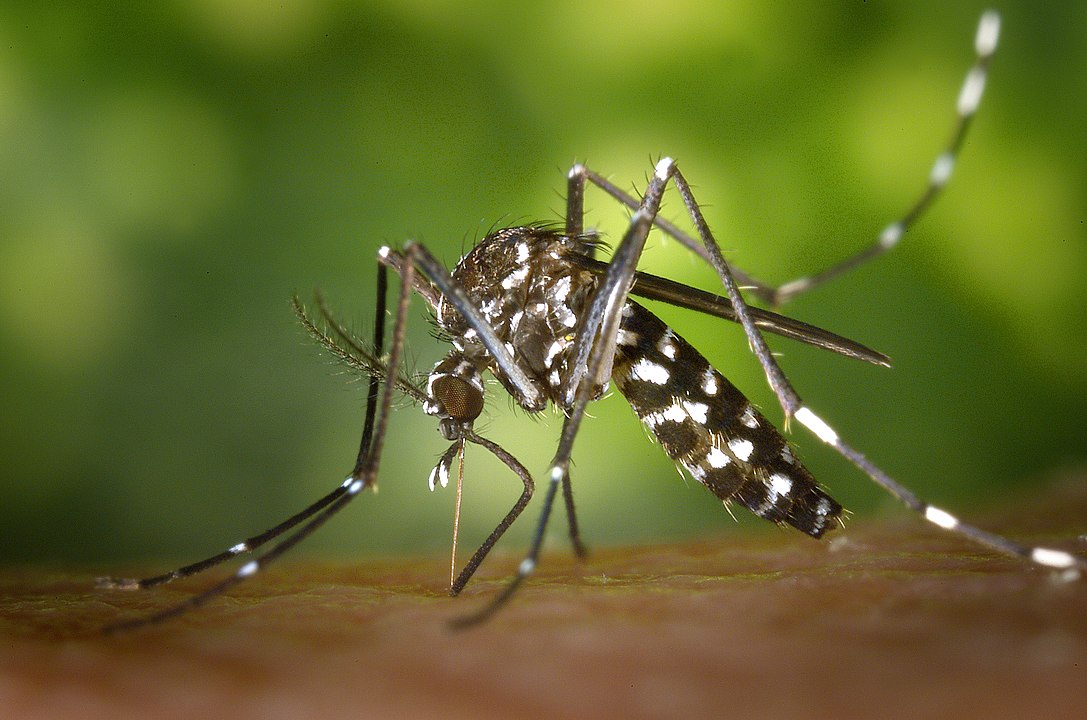 Asiatische Tigermücke (Aedes albopictus). Foto: James Gathany, CDC (Wikimedia Commons)