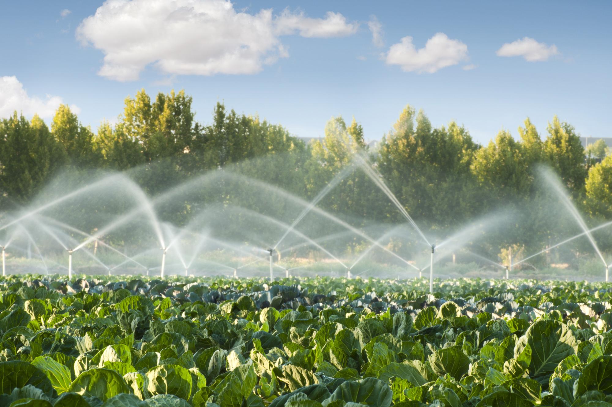Irrigation systems in a vegetable garden 