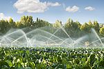Irrigation systems in a vegetable garden 