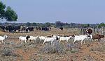 Ziegen- und Rinderherde, Namibia (Foto: Stefan Liehr, ISOE)