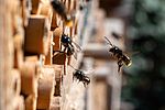 Mason bees at an insect hotel in spring. Foto: Sabine Se - stock.adobe.com