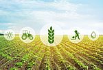 Icons and field on background. Concept of smart agriculture and modern technology (Africa Studio/AdobeStock)