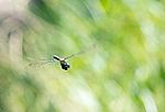 Gefleckte Smaragdlibelle im Flug, Naturschutzgebiet Gnitz, Usedom (©Carola Vahldiek/Adobe Stock)