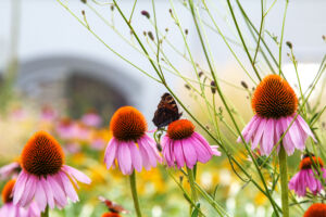 Butterflies collect nectar on pink flowers in a city park