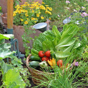 basket filled with freshly picked seasonal vegetables in the garden
