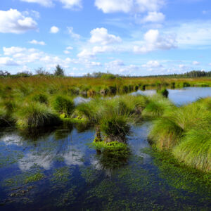 Hochmoor Hohes Venn Eifel