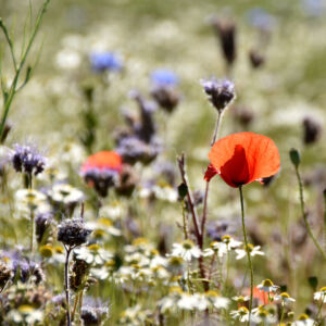 Bienenweide mit Mohnblumen und Kamille