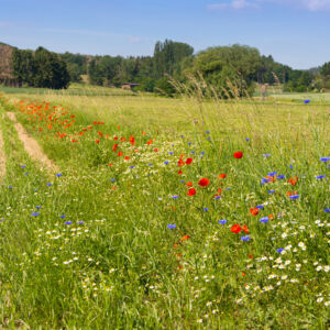 Blühstreifen am Feldrand