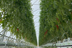 Tomatenanbau im Gewächshaus