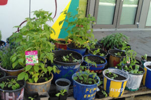 Pflanzaktion im Projekt SuPraStadt II im Stadtquartier Mainhöhe, Kelsterbach