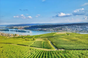 Blick auf Weinberge und den Rhein im Rheingau
