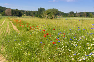 Blühstreifen am Feldrand