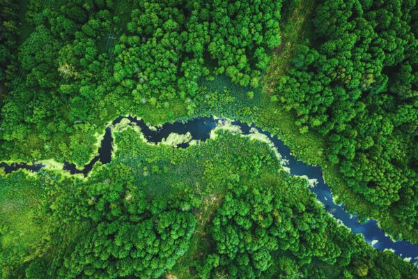 Luftaufnahme Wald und Fluss