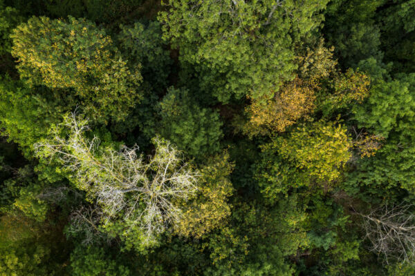 Der Mischwald in Deutschland hat wegen der anhaltenden Trockenheit lichte Kronen