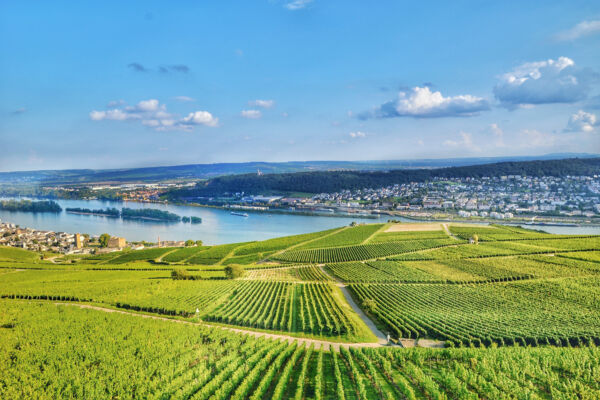 Blick auf Weinberge und den Rhein im Rheingau