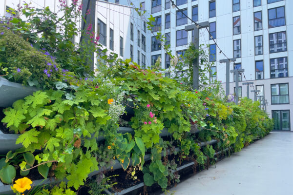 Living wall for urban greening in the city. Vertical gardening in a residential building.