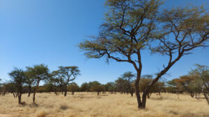 Steppe in Namibia