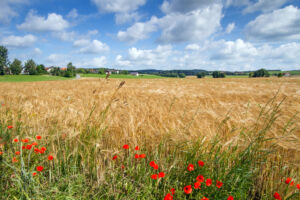 Gerstenfeld in Bayern