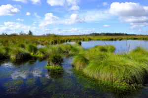 Hochmoor Hohes Venn Eifel