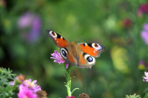 European Peacock Butterfly (Aglais io) Resting on a Pink Aster Flower in the Garden