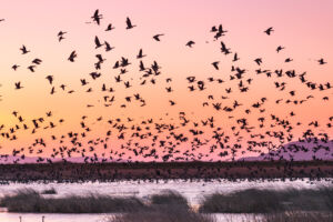 Morgendlicher Abflug der Zugvögel am Kaburaginu-See in Miyagi