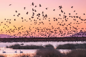 Morgendlicher Abflug der Zugvögel am Kaburaginu-See in Miyagi