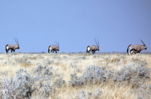 Oryxantilopen (Symbolbild)
