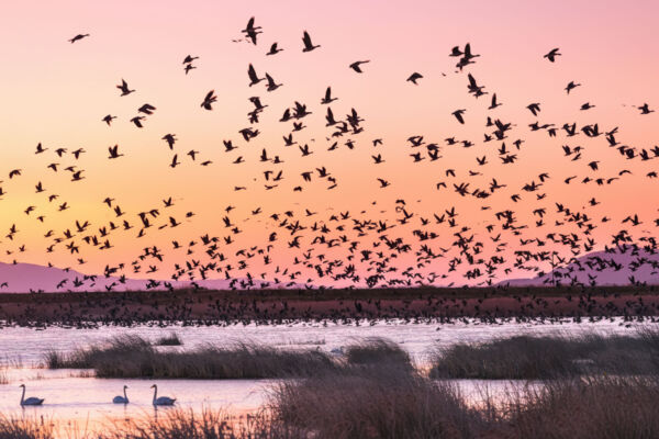 Morgendlicher Abflug der Zugvögel am Kaburaginu-See in Miyagi