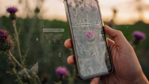 Hand holding smartphone capturing thistle sunset view